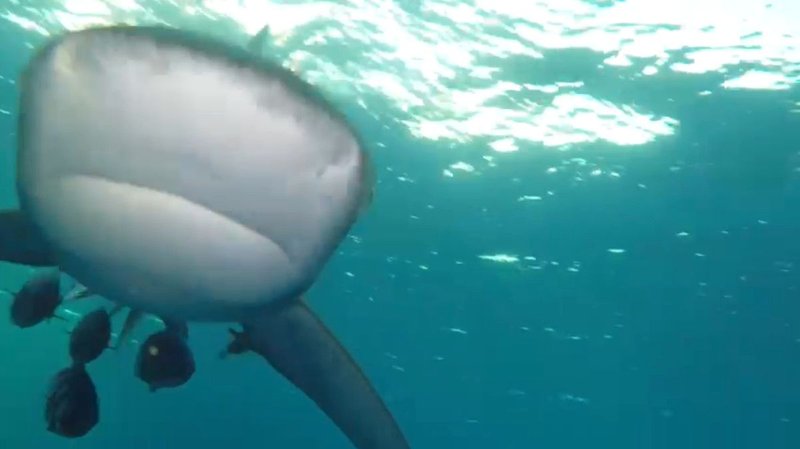 Learn about admiral shark bonus